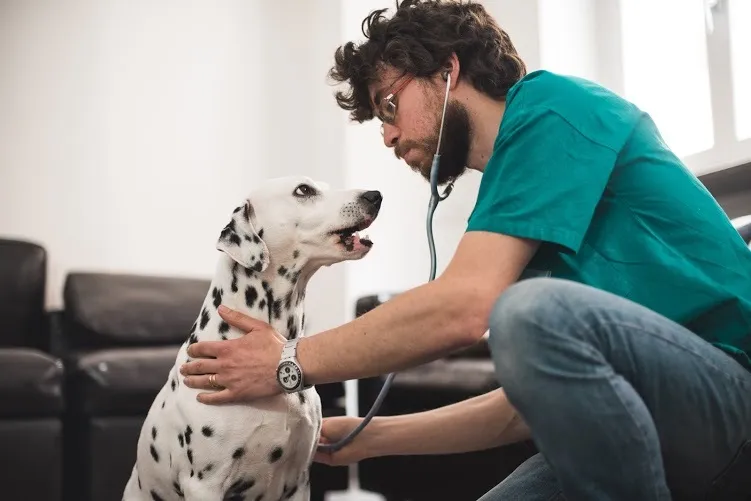 Simone Deregibus visita un dalmata in ambulatorio