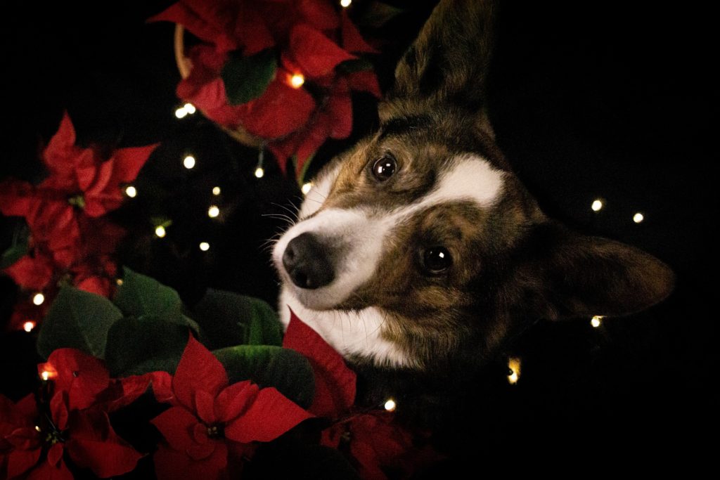 cane stella di Natale