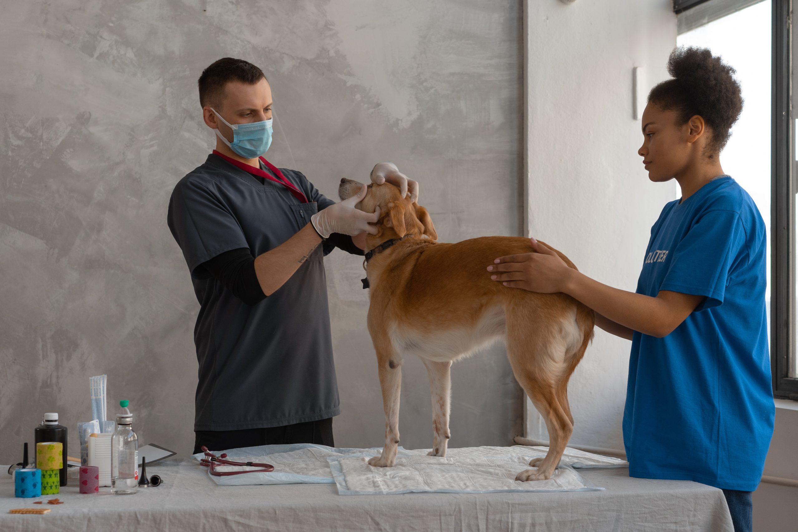 specializzazioni medicina veterinaria